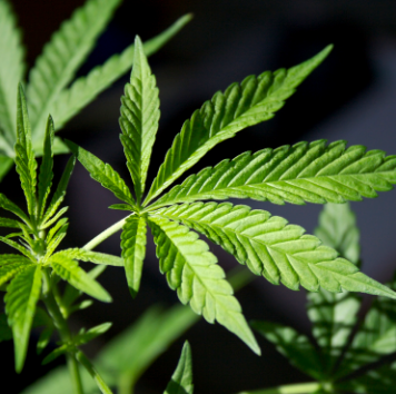 Marijuana Leaf